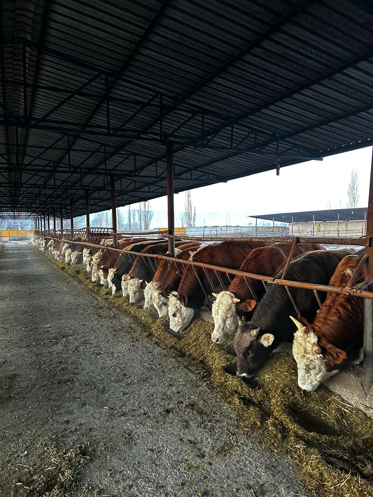 Konya Ereğli’de Cumaoğulları Çiftliği ahırındaki büyükbaş hayvanlar